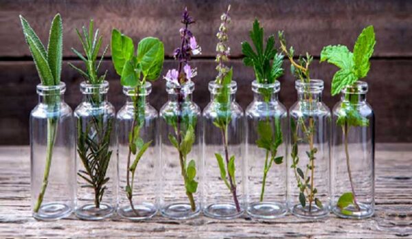 10 plantes qu’on peut faire pousser dans une bouteille d’eau.