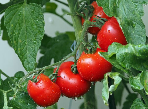 10 étapes pour obtenir jusqu’à 35 kg de tomates de chaque plante que vous cultivez
