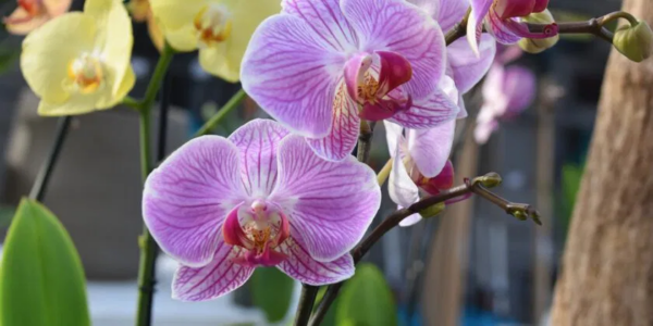 3 astuces de pépiniéristes pour soigner et arroser les orchidées en été et les faire refleurir rapidement sans engrais