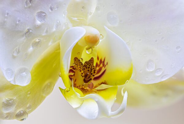 4 secrets à connaitre pour faire fleurir de belles orchidées à la maison