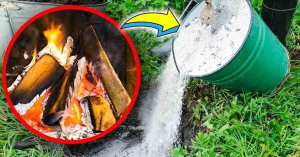 5 utilisations des cendres de bois de la cheminée pour la maison et le jardin