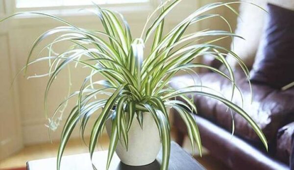 9 Plantes d’Intérieur Qui Nettoient l’Air et Qui Sont Quasi Increvables