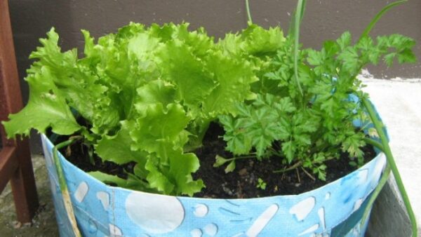 Apprenez à planter de la laitue en pot : étape par étape !