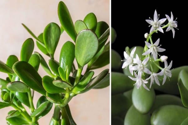Astuces Pour Faire Fleurir L’arbre De Jade Et Embellir La Maison