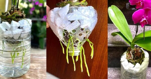 Comment cultiver des orchidées | Découvrez la méthode à la vapeur | Elles s’enracinent rapidement et fleurissent longtemps