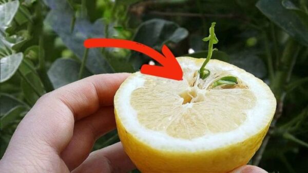 Comment faire germer des graines de citron, la tactique infaillible de tout pépiniériste dévoilée