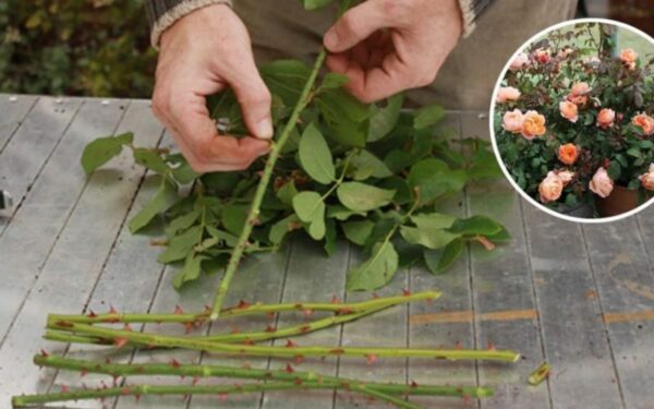 Comment multiplier les roses à partir de la tige pour en obtenir des centaines