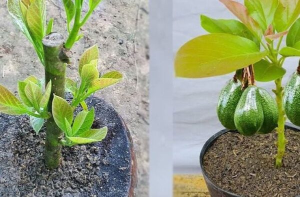 Comment planter un avocat chez soi, à partir d’une graine, pour avoir un approvisionnement infini