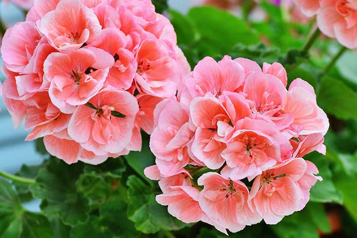 Comment protéger les plantes en hiver avec des bouteilles ? 4 géraniums-1