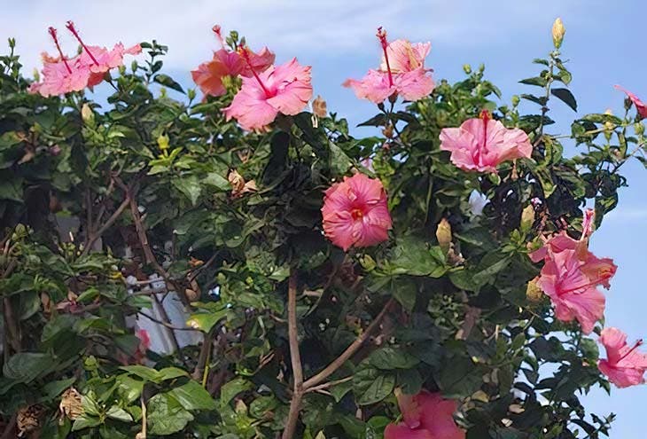 Comment protéger les plantes en hiver avec des bouteilles ? 3 hibiscus