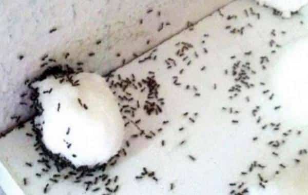 Comment se Débarrasser des Fourmis au Jardin et à la Maison ?