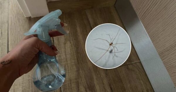 Comment se débarrasser de toutes les araignées de votre maison avec 1 euro : vous n’en verrez plus aux alentours