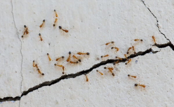 Comment se débarrasser des fourmis à la maison sans produits chimiques ?