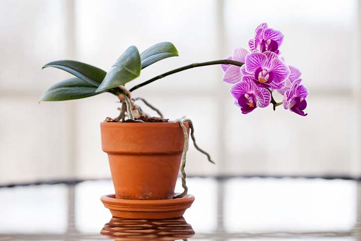 Comment utiliser l’ail pour sauver une plante d’intérieur qui se fane ? 3 orchidées
