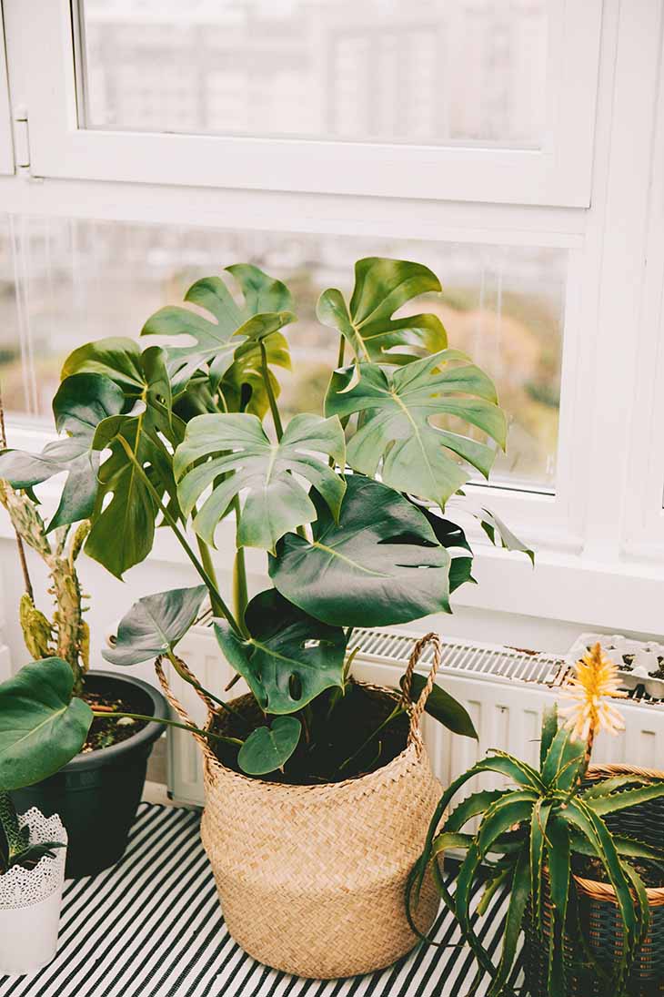 Comment utiliser l’ail pour sauver une plante d’intérieur qui se fane ? 4 plante interieur