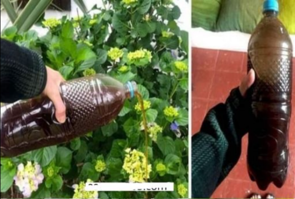 Engrais Maison : Utilisez-le Sur Vos Plantes et Elles Grandiront Plus Vite