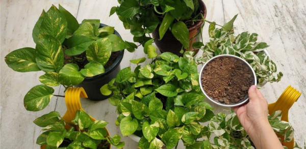 Engrais naturels : cultivez vos Pothos comme jamais Ma belle-mère achète ces pilules