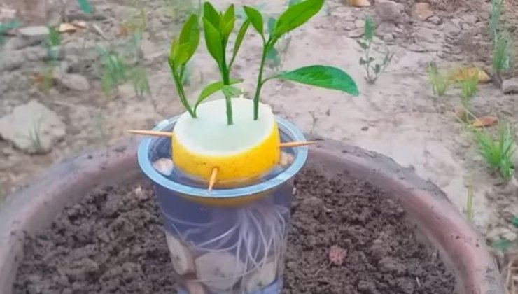 plante de citron