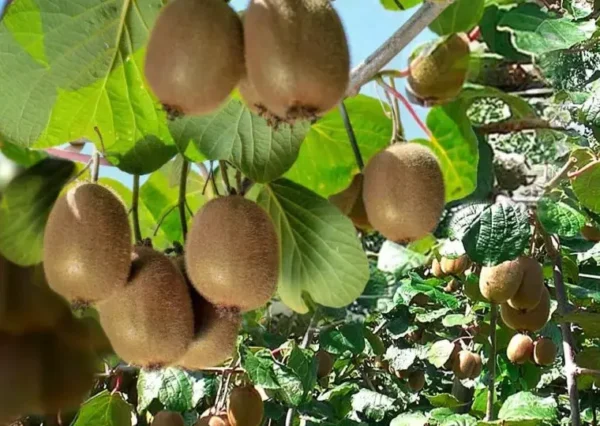 Kiwi : comment planter, cultiver et récolter le kiwi