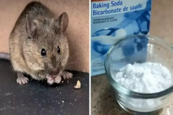 La Bonne Façon D’utiliser Le Bicarbonate De Soude Pour Éloigner Les Rats De Votre Maison