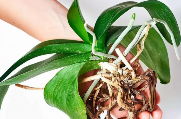 La plupart des gens placent l’orchidée au mauvais endroit, ce qui explique qu’elle ne fleurisse pas.