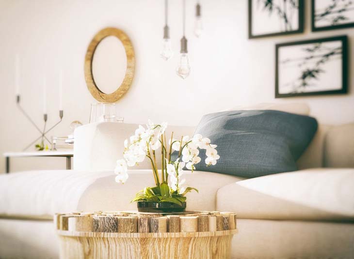 Orchidea nel mezzo di una stanza