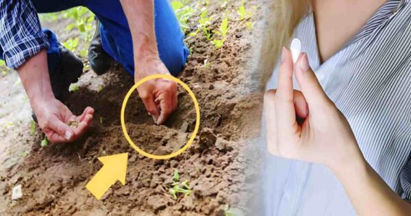 L’aspirine au jardin, 5 raisons pour lesquelles de nombreux jardiniers en plantent tous les mois