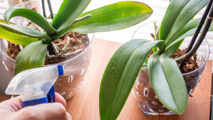 protéger les plantes