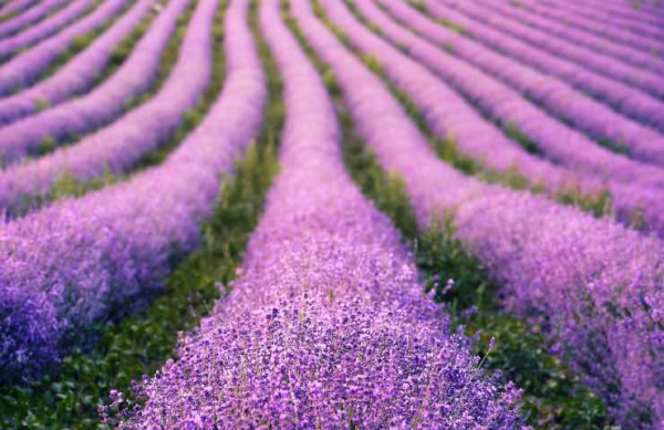 Lavande : tout savoir sur cette plante bienfaisante