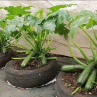 Le secret de la culture des courgettes dans les pneus – une méthode pratique, qui sera appréciée par de nombreuses personnes qui n’ont pas de jardin !