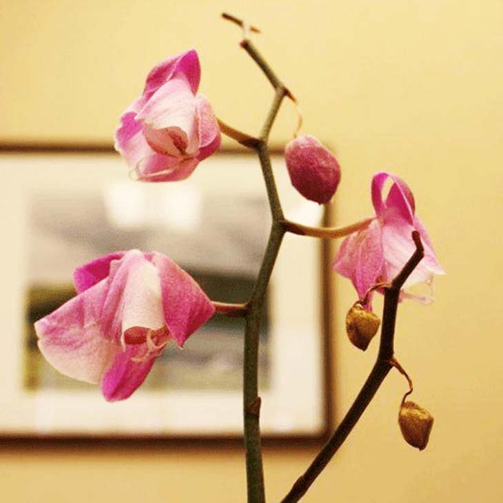orchidée fanée