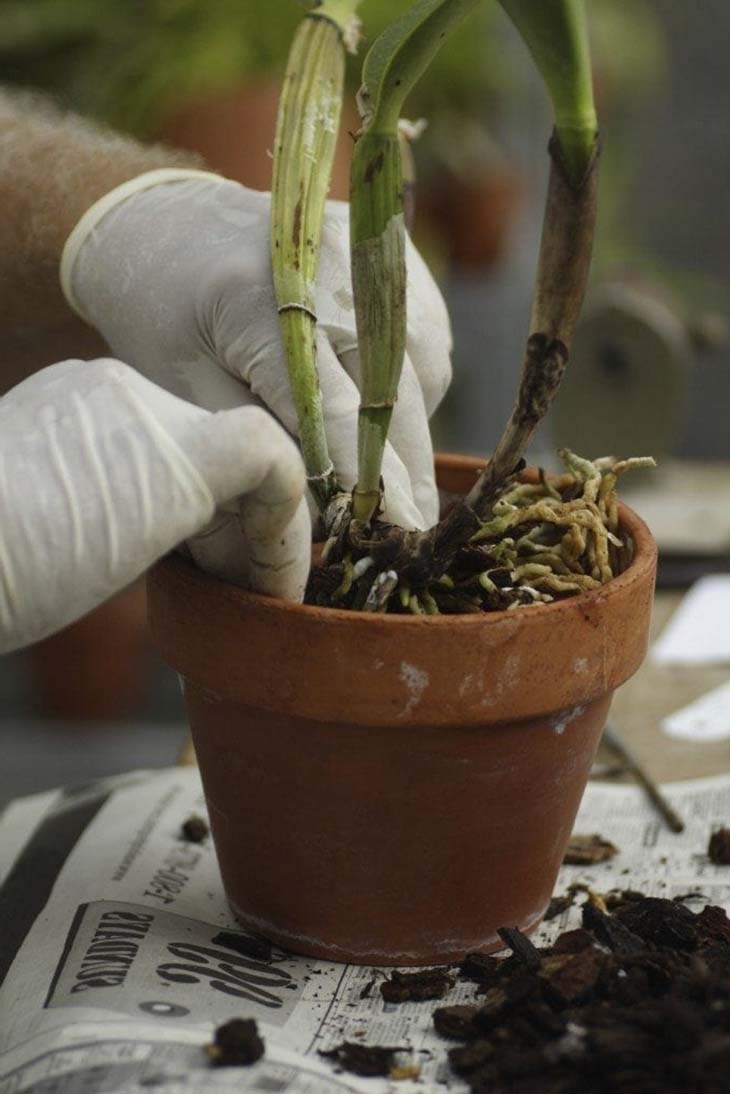 rempoter une orchidée
