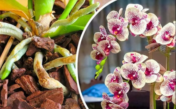 Le tour de magie pour redonner vie à une orchidée séchée dont les fleurs sont fanées