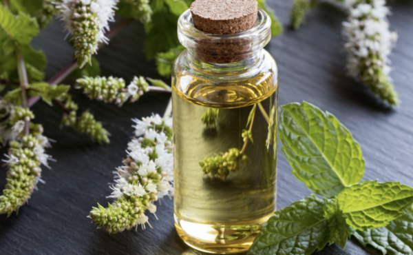 Les Bienfaits de l’Huile Essentielle de Menthe Poivrée : Santé et Vitalité