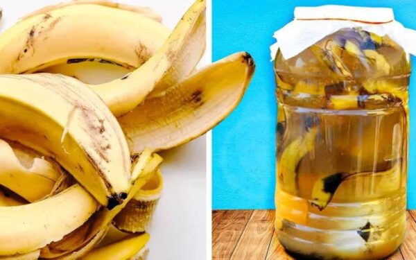 Ne jetez plus cette partie de la banane, elle « vaut de l’or » utilisez là de ces façons très utiles