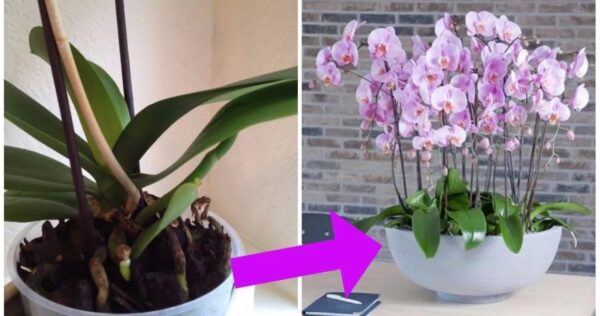 Orchidées : 5 Astuces simples et efficaces pour les faire renaître