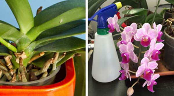 Orchidées – 5 techniques Simples mais Efficaces Pour Les faire Renaître.