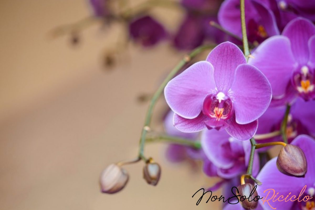orchidee super fiorite basta un 1 Orquídeas bonitas e floridas: apenas uma pitada deste ingrediente.