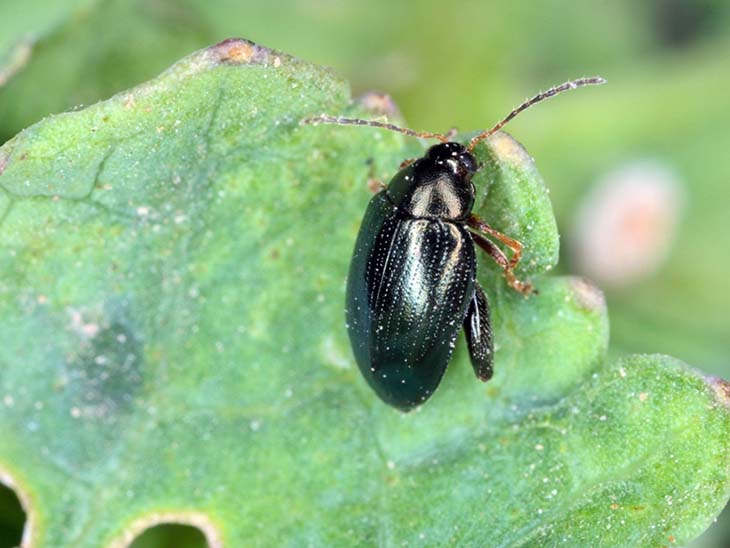 altise plante