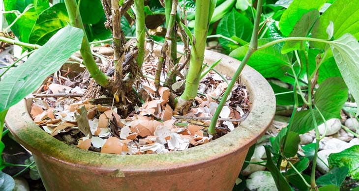 coquilles doeufs plantes