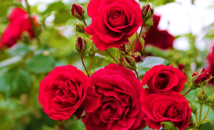 rosas rojas