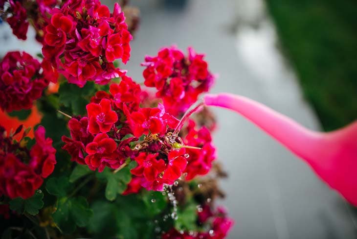 Un tour de magie pour que les géraniums fleurissent toute l'année 4 arroser les géraniums