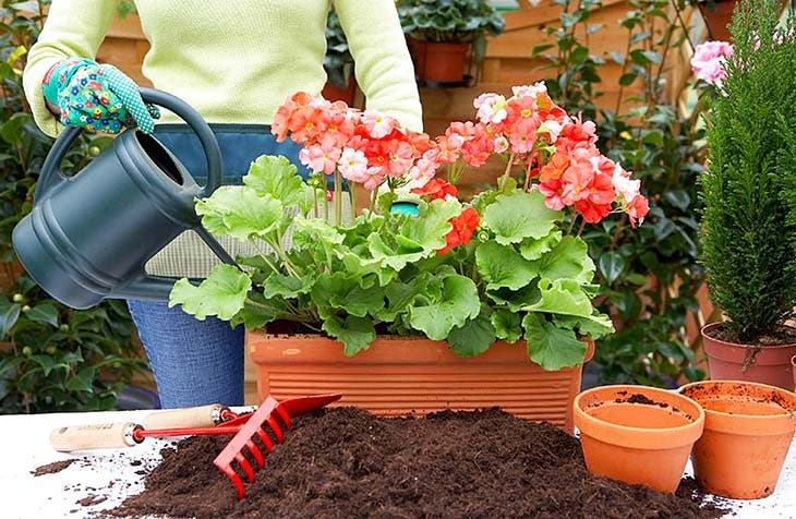 Un tour de magie pour que les géraniums fleurissent toute l'année 3 géraniums d'eau