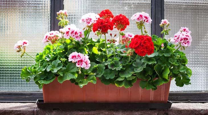 Un tour de magie pour que les géraniums fleurissent toute l'année 2 géraniums-1