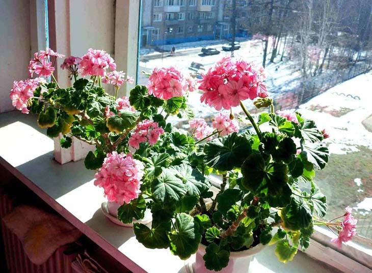 Un tour de magie pour que les géraniums fleurissent toute l'année 5 géraniums d'hiver