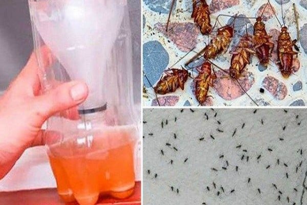 Une Puissante Recette Maison Pour Se Débarrasser Définitivement Des Moustiques Et Des Cafards