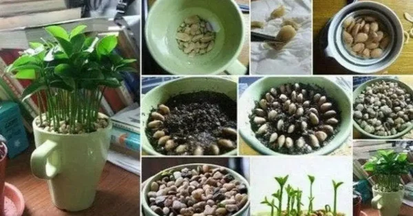 Veja como cultivar um limoeiro em uma xícara