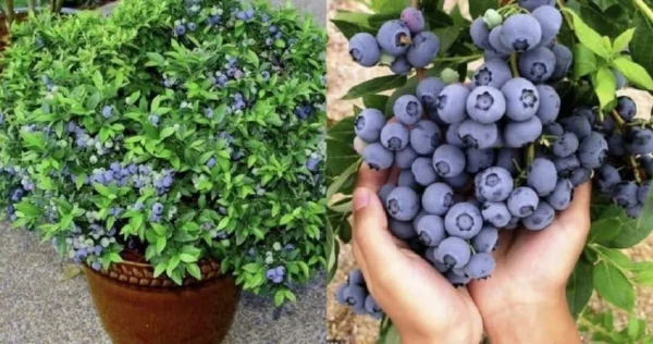 Vem a minha casa para fazer uma história sem fim ao longo do ano.