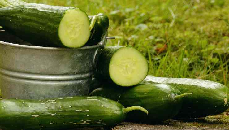 Propagação de pepinos a partir de estacas Propagação de pepinos a partir de estacas