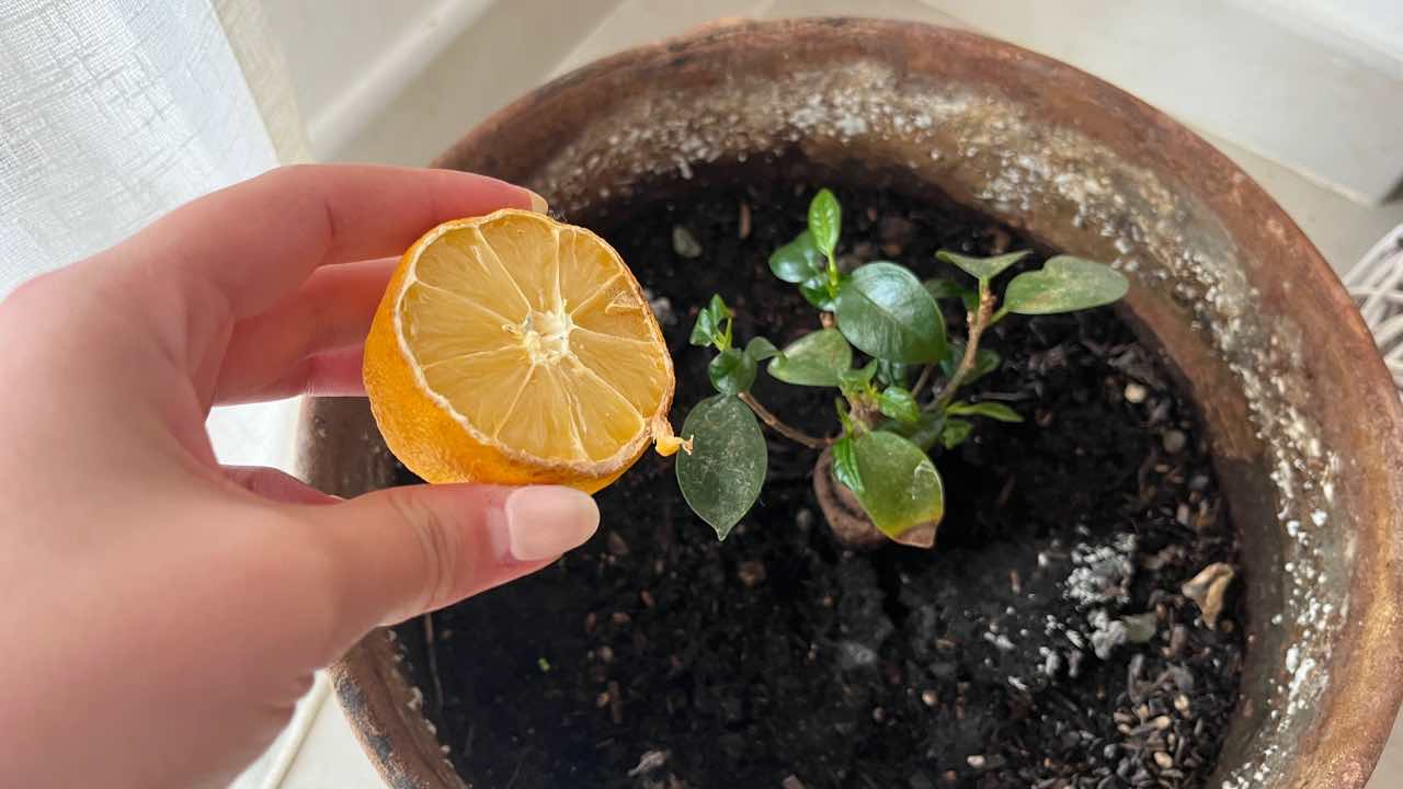limão na planta limão na planta